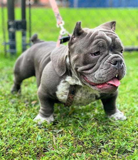 exotic american bully|exotic bullies pictures.